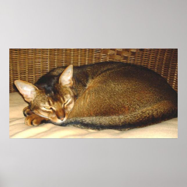 Poster Gato que dorme na cadeira de vime (Frente)