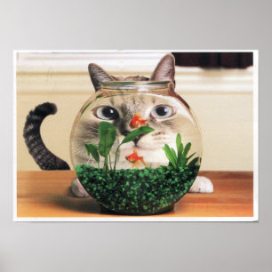 Poster Gato que olha através de uma bacia dos peixes