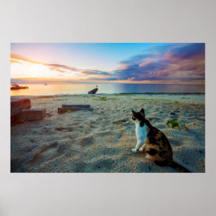 Póster Gato que senta-se em uma praia