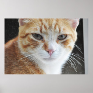 Poster gato sem-teto atrás da janela
