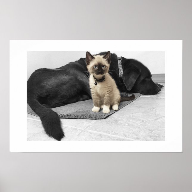 Póster Gato Sentinela Adorável de Olhos Azuis (Frente)