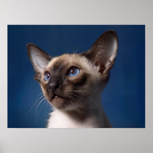 Poster Gato Siamese com olhos azuis
