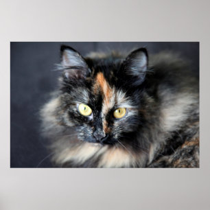 Póster Gato Siberiano