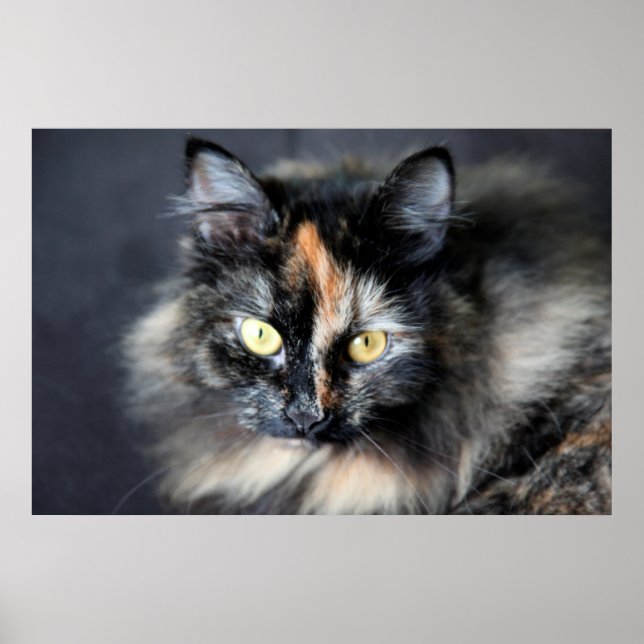 Póster Gato Siberiano (Frente)
