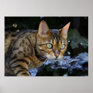 Póster Gato Sneaking bonito de Bengal