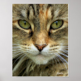 Póster Gato Tabby Feral com Retrato de Olhos Verdes Impre