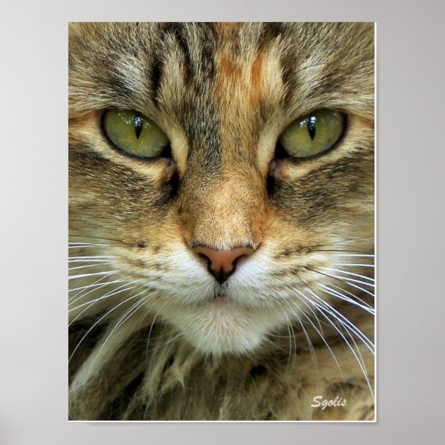Póster Gato Tabby Feral com Retrato de Olhos Verdes Impre (Frente)