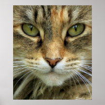 Gato Tabby Feral com Retrato de Olhos Verdes Impre