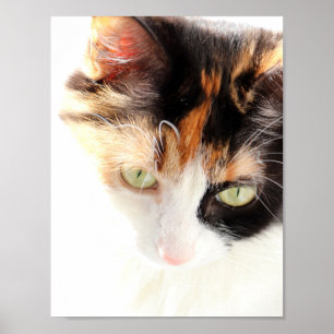 Poster Gato Tricolor
