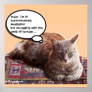 POSTER GATO TURCO EM MEDITAÇÃO TRANSCENDENTAL