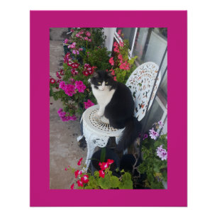 Póster Gato Tuxedo Marrom Rosa Escuro Gatos e Flores
