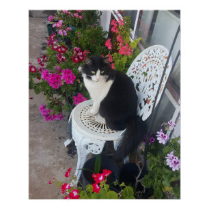 Póster Gato Tuxedo Marrom Rosa Escuro Gatos e Flores