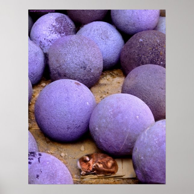 Poster gato vadio nas bolas de canhão (Frente)