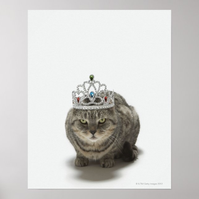 Póster Gato vestindo tiara (Frente)