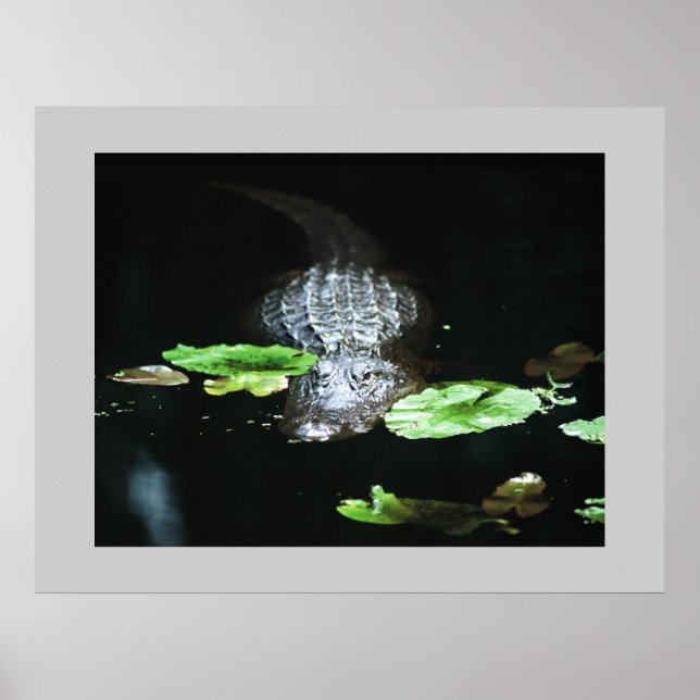 Poster Gator (Frente)