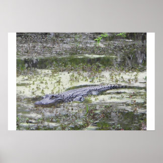 Póster Gator