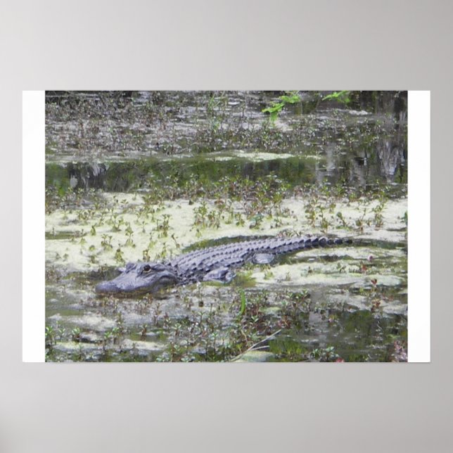 Póster Gator (Frente)