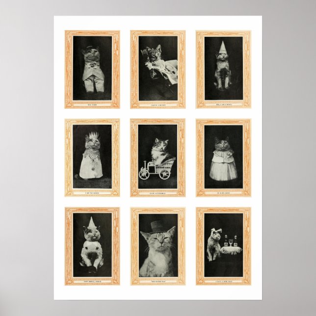 Poster Gatos (Frente)