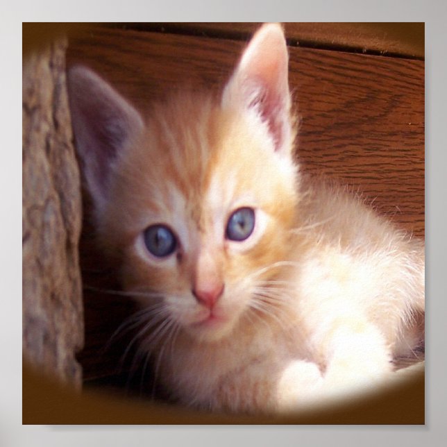 Poster Gatos (Frente)