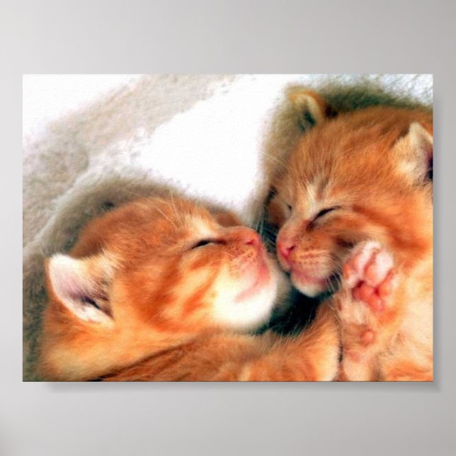 Poster gatos (Frente)