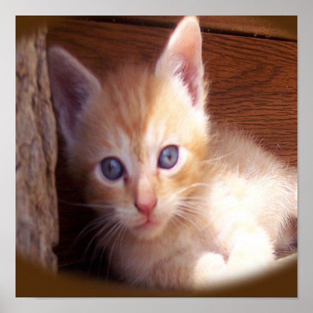 Poster Gatos (Frente)