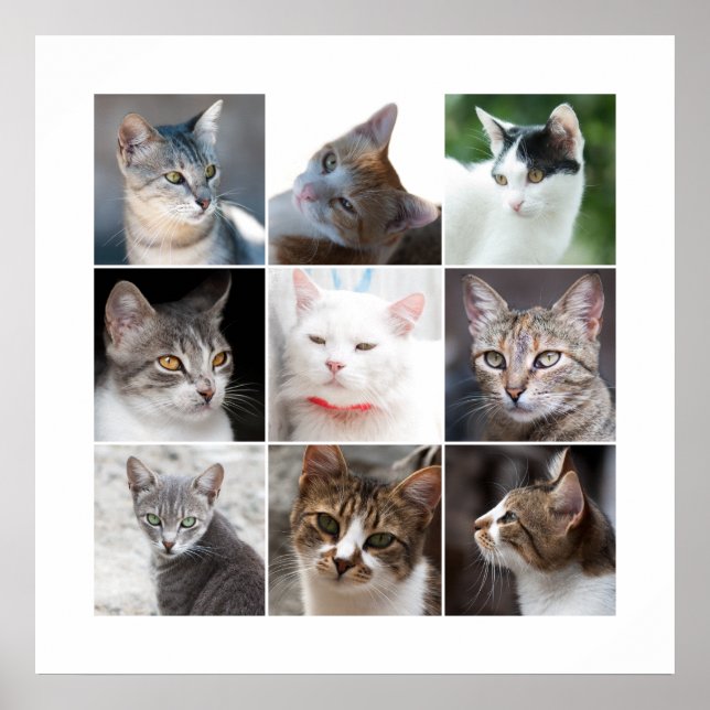 POSTER GATOS (Frente)