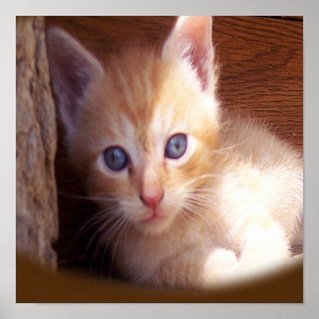 Poster Gatos (Frente)