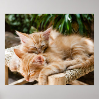 Póster Gatos