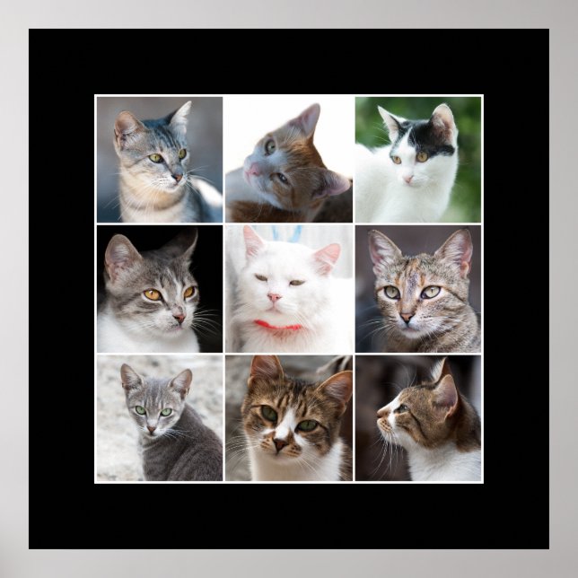 POSTER GATOS (Frente)