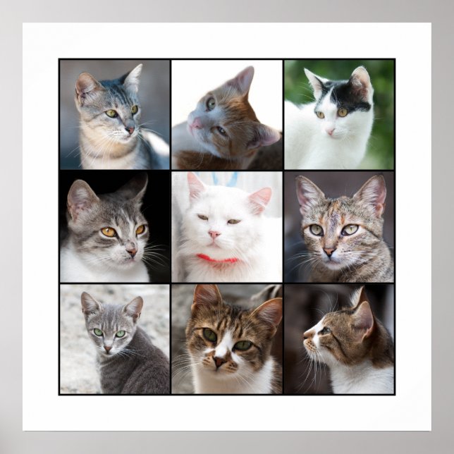 POSTER GATOS (Frente)