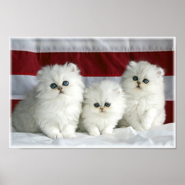 Poster Gatos Brancos (Frente)
