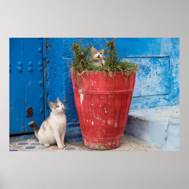 Póster Gatos brincando, Rabat, Marrocos (Frente)