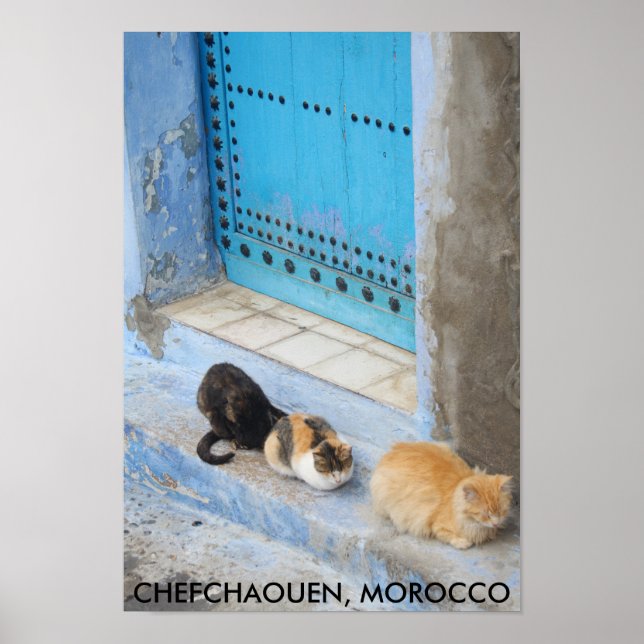 Poster Gatos, Chefchaouen, Marrocos (Frente)