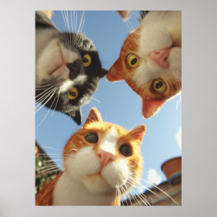 Poster Gatos Curiosos Olhando para Baixo