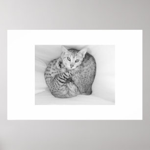 Póster Gatos de Bengal