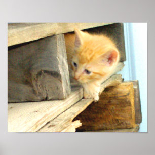 Poster Gatos De Meia 1