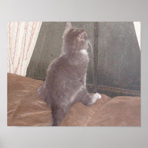 Póster Gatos De Meia 11