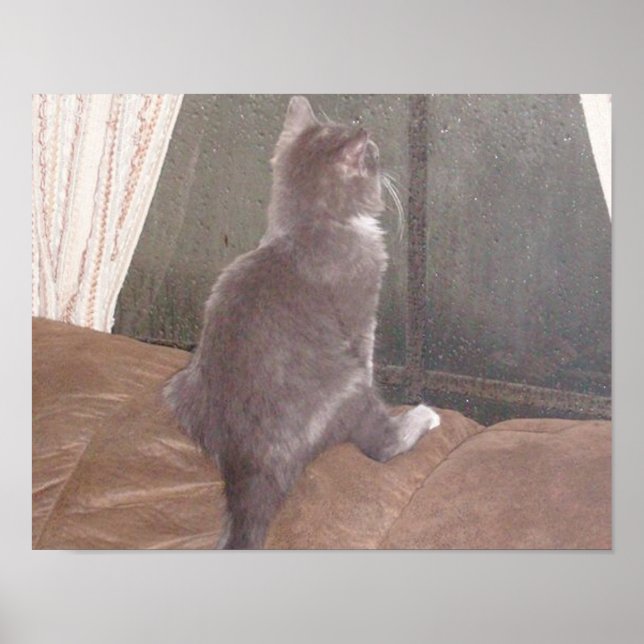 Póster Gatos De Meia 11 (Frente)