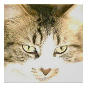 Póster Gatos De Meia 14 Poster