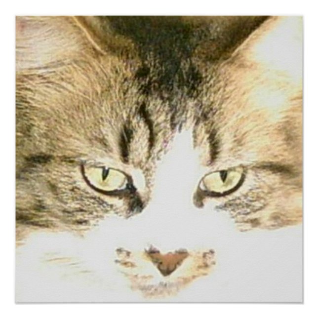 Póster Gatos De Meia 14 Poster (Frente)