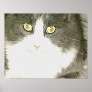 Póster Gatos De Meia 18