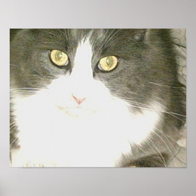Póster Gatos De Meia 18 (Frente)
