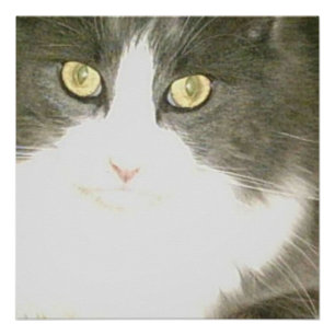 Póster Gatos De Meia 18 Poster