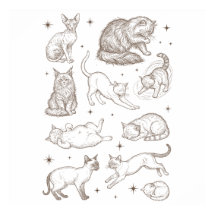 Gatos Engraçados Antigos com Múltiplas Poses