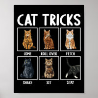 Gatos Engraçados Truques De Gato