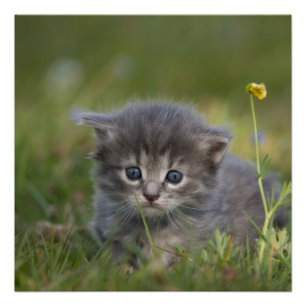 Póster Gatos Fofos
