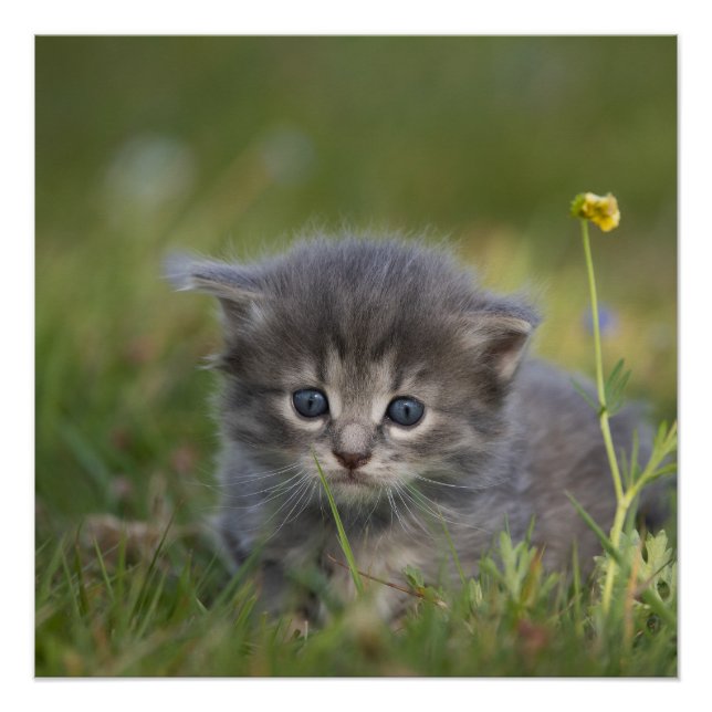 Póster Gatos Fofos (Frente)