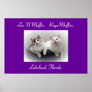 Póster Gatos & gatinhos do RagaMuffin do muffin de Luv N