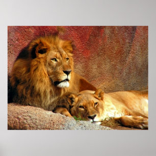 Póster Gatos Grandes - 6