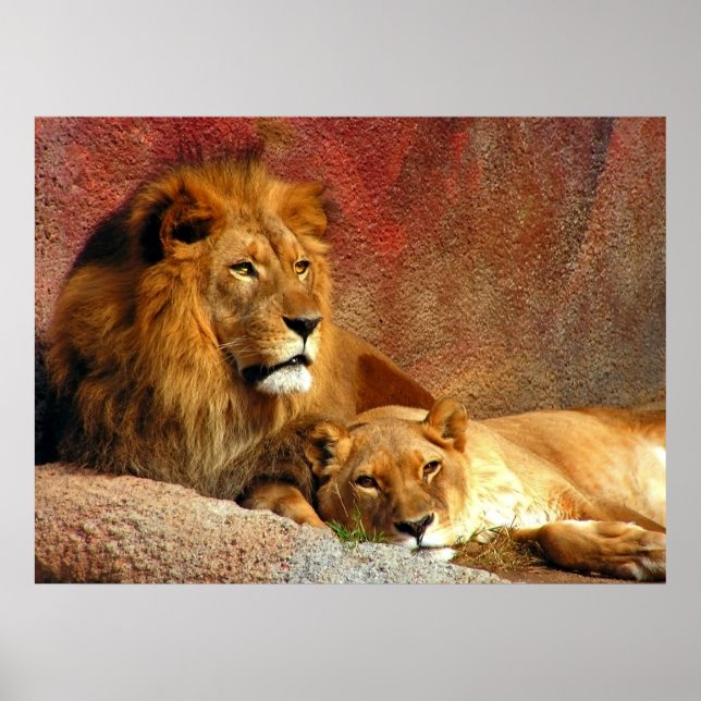 Póster Gatos Grandes - 6 (Frente)